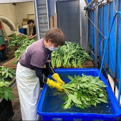 生命力をギュッと濃縮 黒潮と火山の恵み🌿三宅島で耕作放棄地の開墾・明日葉加工と収穫・製塩づくりのお手伝いをお願いします！三宅島・明日葉の魅力発信いただける方、大歓迎です！