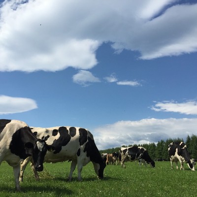 北海道大樹町 | 子牛のお世話と搾乳のおてつたび🐄【運転免許のある方歓迎🚙】
