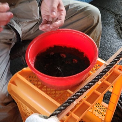 【追加募集】春の収穫に向けて、わかめの種付け作業のおてつだいをしませんか？