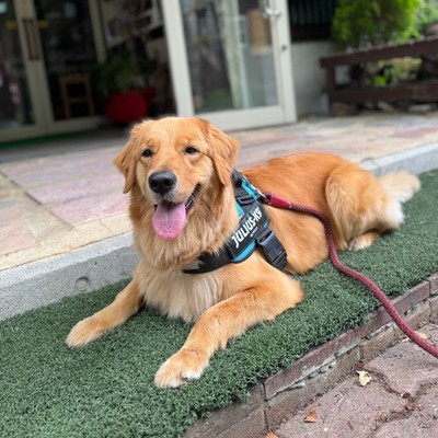 ゴールデンレトリバーのいるコテージ！自然いっぱいの雪山ででおてつたび！